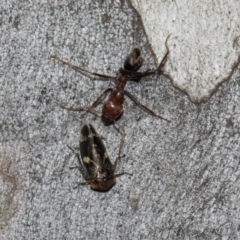 Eurymeloides punctata at Turner, ACT - 22 May 2024