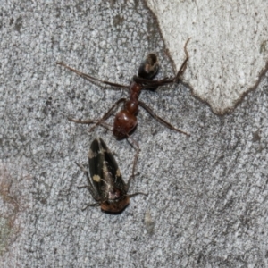 Eurymeloides punctata at Turner, ACT - 22 May 2024