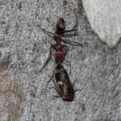 Eurymeloides punctata at Turner, ACT - 22 May 2024