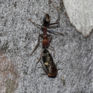 Eurymeloides punctata at Turner, ACT - 22 May 2024