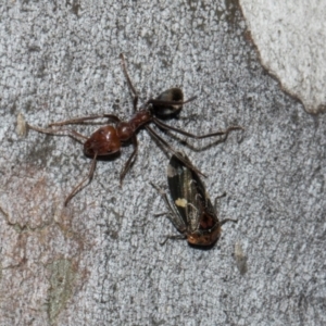 Eurymeloides punctata at Turner, ACT - 22 May 2024