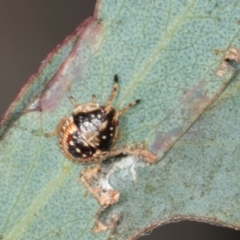 Anischys luteovarius (A shield bug) at Yerrabi Pond - 24 May 2024 by AlisonMilton