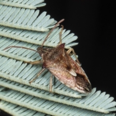 Oechalia schellenbergii (Spined Predatory Shield Bug) at Amaroo, ACT - 24 May 2024 by AlisonMilton