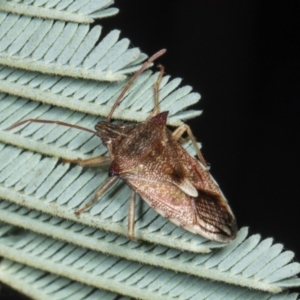 Oechalia schellenbergii at Amaroo, ACT - 24 May 2024 11:30 AM