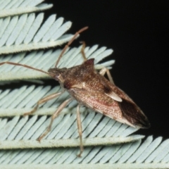 Oechalia schellenbergii at Amaroo, ACT - 24 May 2024 11:30 AM