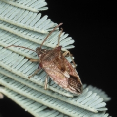 Oechalia schellenbergii at Amaroo, ACT - 24 May 2024 11:30 AM