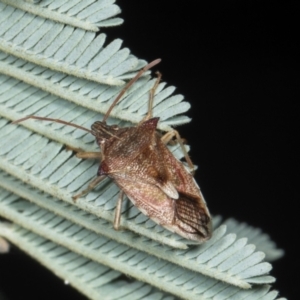 Oechalia schellenbergii at Amaroo, ACT - 24 May 2024