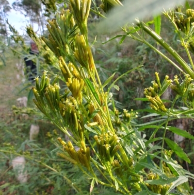 Tagetes minuta (Stinking Roger) at Surf Beach, NSW - 25 May 2024 by LyndalT