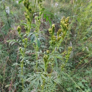 Tagetes minuta at Surf Beach, NSW - 25 May 2024