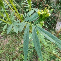 Tagetes minuta at Surf Beach, NSW - 25 May 2024