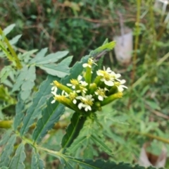 Tagetes minuta at Surf Beach, NSW - 25 May 2024