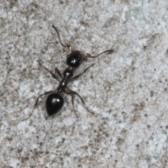 Crematogaster sp. (genus) (Acrobat ant, Cocktail ant) at Ngunnawal, ACT - 24 May 2024 by AlisonMilton