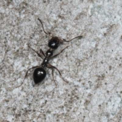 Crematogaster sp. (genus) (Acrobat ant, Cocktail ant) at Ngunnawal, ACT - 24 May 2024 by AlisonMilton
