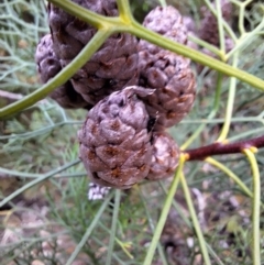 Petrophile pedunculata (Conesticks) at Ulladulla, NSW - 25 May 2024 by forest17178