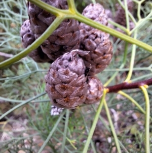 Petrophile pedunculata at South Pacific Heathland Reserve - suppressed