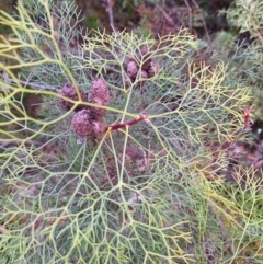 Petrophile pedunculata at South Pacific Heathland Reserve - suppressed