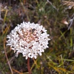 Trachymene incisa (Native Parsnip) at South Pacific Heathland Reserve - 25 May 2024 by forest17178