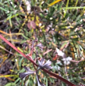 Trachymene incisa at South Pacific Heathland Reserve - 25 May 2024