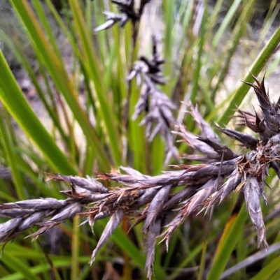 Lepidosperma sieberi (Sandhill Sword-sedge) at South Pacific Heathland Reserve - 25 May 2024 by forest17178