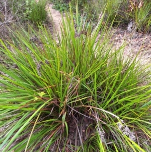 Lepidosperma sieberi at South Pacific Heathland Reserve - 25 May 2024 10:56 AM