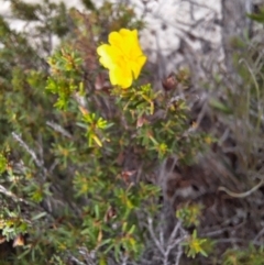 Hibbertia riparia (Erect Guinea-flower) at South Pacific Heathland Reserve - 25 May 2024 by forest17178