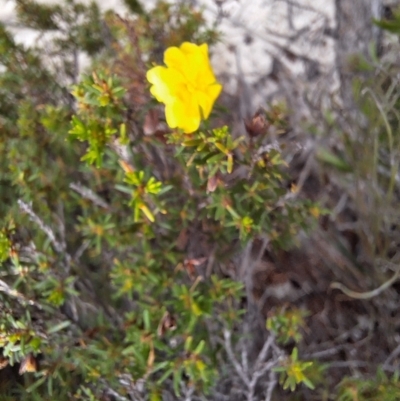 Hibbertia riparia (Erect Guinea-flower) at South Pacific Heathland Reserve - 25 May 2024 by forest17178