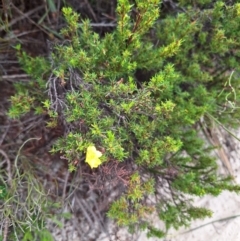 Hibbertia riparia at South Pacific Heathland Reserve - 25 May 2024