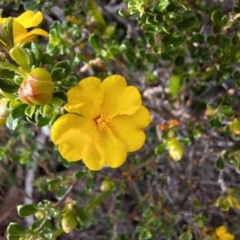 Hibbertia diffusa (Wedge Guinea Flower) at Ulladulla, NSW - 25 May 2024 by forest17178