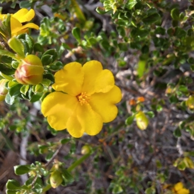 Hibbertia diffusa (Wedge Guinea Flower) at South Pacific Heathland Reserve - 25 May 2024 by forest17178