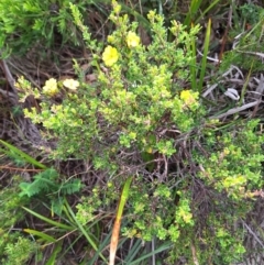 Hibbertia diffusa at South Pacific Heathland Reserve - 25 May 2024 10:51 AM