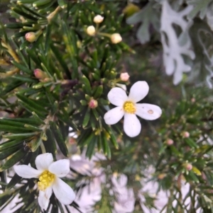 Ricinocarpos pinifolius at South Pacific Heathland Reserve - 25 May 2024