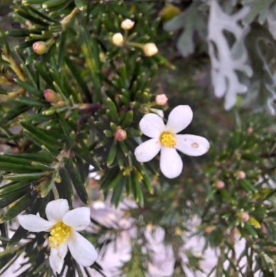 Ricinocarpos pinifolius (Wedding Bush) at Ulladulla, NSW - 25 May 2024 by forest17178