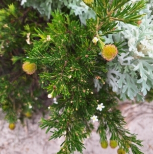 Ricinocarpos pinifolius at South Pacific Heathland Reserve - 25 May 2024