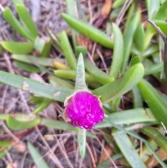Carpobrotus glaucescens (Pigface) at South Pacific Heathland Reserve - 25 May 2024 by forest17178