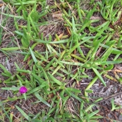 Carpobrotus glaucescens at South Pacific Heathland Reserve - 25 May 2024