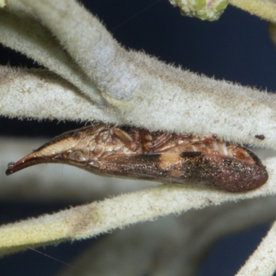 Philagra parva (Beaked spittlebug) at Amaroo, ACT - 24 May 2024 by AlisonMilton