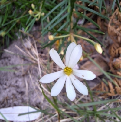 Ricinocarpos pinifolius (Wedding Bush) at Ulladulla, NSW - 25 May 2024 by forest17178