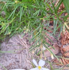 Ricinocarpos pinifolius at South Pacific Heathland Reserve - 25 May 2024