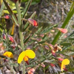 Bossiaea heterophylla (Variable Bossiaea) at South Pacific Heathland Reserve - 25 May 2024 by forest17178