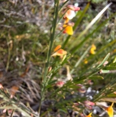 Bossiaea heterophylla at South Pacific Heathland Reserve - 25 May 2024 10:45 AM