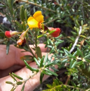 Aotus ericoides at South Pacific Heathland Reserve - 25 May 2024