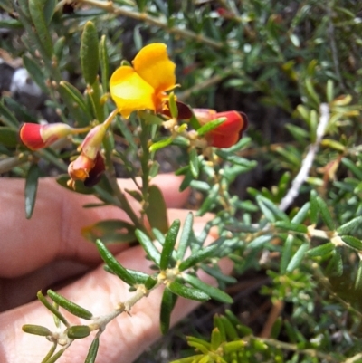 Aotus ericoides (Common Aotus) at South Pacific Heathland Reserve - 25 May 2024 by forest17178