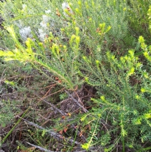 Aotus ericoides at South Pacific Heathland Reserve - 25 May 2024 10:44 AM