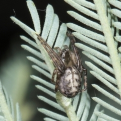 Unverified Other web-building spider at Amaroo, ACT - 24 May 2024 by AlisonMilton