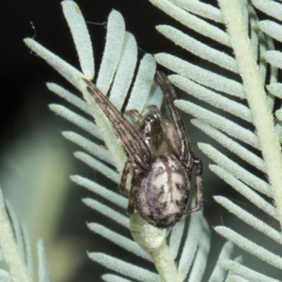 Unverified Other web-building spider at Amaroo, ACT - 24 May 2024 by AlisonMilton