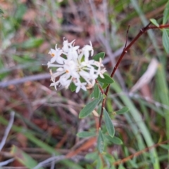 Pimelea linifolia (Slender Rice Flower) at Ulladulla, NSW - 25 May 2024 by forest17178