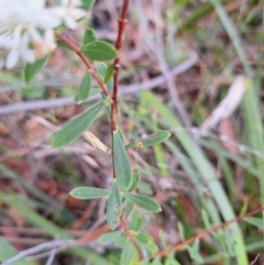 Pimelea linifolia at South Pacific Heathland Reserve - 25 May 2024 10:42 AM