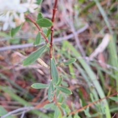 Pimelea linifolia at South Pacific Heathland Reserve - 25 May 2024