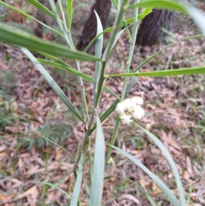 Acacia suaveolens at South Pacific Heathland Reserve - 25 May 2024