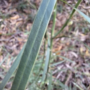 Acacia suaveolens at South Pacific Heathland Reserve - 25 May 2024